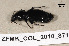  ( - ZFMK_COL_2010_871)  @11 [ ] CreativeCommons - Attribution Non-Commercial Share-Alike (2011) Armin Rose ZFMK