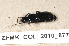  ( - ZFMK_COL_2010_877)  @12 [ ] CreativeCommons - Attribution Non-Commercial Share-Alike (2011) Armin Rose ZFMK