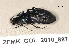  ( - ZFMK_COL_2010_887)  @13 [ ] CreativeCommons - Attribution Non-Commercial Share-Alike (2011) Armin Rose ZFMK
