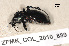  ( - ZFMK_COL_2010_889)  @12 [ ] CreativeCommons - Attribution Non-Commercial Share-Alike (2011) Armin Rose ZFMK