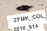 ( - ZFMK_COL_2010_914)  @11 [ ] CreativeCommons - Attribution Non-Commercial Share-Alike (2011) Armin Rose ZFMK