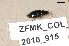  ( - ZFMK_COL_2010_915)  @11 [ ] CreativeCommons - Attribution Non-Commercial Share-Alike (2011) Armin Rose ZFMK