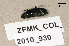  (Poecilus lepidus - ZFMK_COL_2010_930)  @13 [ ] CreativeCommons - Attribution Non-Commercial Share-Alike (2011) Armin Rose ZFMK