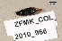  ( - ZFMK_COL_2010_966)  @11 [ ] CreativeCommons - Attribution Non-Commercial Share-Alike (2011) Armin Rose ZFMK