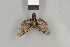  (Acridopsis sp - DR14_0257)  @11 [ ] CreativeCommons  Attribution Non-Commercial Share-Alike (2017) Dominik Rabl Dept of Botany and Biodiversity Research