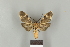  ( - DR14_0279)  @11 [ ] CreativeCommons - Attribution Non-Commercial Share-Alike (2017) Dominik Rabl Dept of Botany and Biodiversity Research