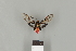  ( - DR14_0299)  @11 [ ] CreativeCommons - Attribution Non-Commercial Share-Alike (2017) Dominik Rabl Dept of Botany and Biodiversity Research