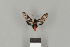  ( - DR14_0300)  @11 [ ] CreativeCommons - Attribution Non-Commercial Share-Alike (2017) Dominik Rabl Dept of Botany and Biodiversity Research