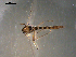  ( - PEPI-01-A01)  @11 [ ] CreativeCommons - Attribution (2010) Gergin Blagoev, Centre for Biodiversity Genomics Centre for Biodiversity Genomics