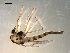  (Chironomus riparius - PEPI-01-A02)  @13 [ ] CreativeCommons - Attribution (2010) Gergin Blagoev, Centre for Biodiversity Genomics Centre for Biodiversity Genomics