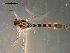  ( - PEPI-01-A05)  @13 [ ] CreativeCommons - Attribution (2010) Gergin Blagoev, Centre for Biodiversity Genomics Centre for Biodiversity Genomics
