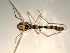  ( - PEPI-01-A08)  @12 [ ] CreativeCommons - Attribution (2010) Gergin Blagoev, Centre for Biodiversity Genomics Centre for Biodiversity Genomics