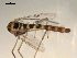  ( - PEPI-01-A09)  @11 [ ] CreativeCommons - Attribution (2010) Gergin Blagoev, Centre for Biodiversity Genomics Centre for Biodiversity Genomics