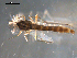  ( - PEPI-01-B10)  @11 [ ] CreativeCommons - Attribution (2010) Gergin Blagoev, Centre for Biodiversity Genomics Centre for Biodiversity Genomics