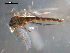  ( - PEPI-01-B11)  @11 [ ] CreativeCommons - Attribution (2010) Gergin Blagoev, Centre for Biodiversity Genomics Centre for Biodiversity Genomics