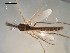  ( - PEPI-01-C10)  @11 [ ] CreativeCommons - Attribution (2010) Gergin Blagoev, Centre for Biodiversity Genomics Centre for Biodiversity Genomics