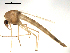  (Chironomus vancouveri - PEPI-01-G11)  @11 [ ] CreativeCommons - Attribution (2010) Gergin Blagoev, Centre for Biodiversity Genomics Centre for Biodiversity Genomics