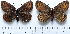  ( - RVcoll15P079)  @13 [ ] Copyright (2016) Nikola Micevski Macedonian Entomological Society (ENTOMAK)