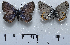  ( - RVcoll15Q002)  @11 [ ] Copyright (2016) Nikola Micevski Macedonian Entomological Society (ENTOMAK)