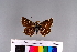  ( - RVcoll.10-A098)  @11 [ ] Copyright (2015) Roger Vila Institut de Biologia Evolutiva (CSIC-UPF), Butterfly Diversity and Evolution Lab