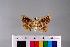  ( - RVcoll.10-A098)  @11 [ ] Copyright (2015) Roger Vila Institut de Biologia Evolutiva (CSIC-UPF), Butterfly Diversity and Evolution Lab