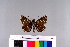  ( - RVcoll.11-G134)  @11 [ ] Copyright (2015) Roger Vila Institut de Biologia Evolutiva (CSIC-UPF), Butterfly Diversity and Evolution Lab