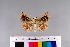  ( - RVcoll.11-G136)  @11 [ ] Copyright (2015) Roger Vila Institut de Biologia Evolutiva (CSIC-UPF), Butterfly Diversity and Evolution Lab