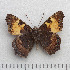  (Aglais ichnusa - RVcoll.14-N528)  @11 [ ] Copyright (2015) Martin Gascoigne-Pees Unspecified