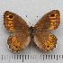  (Arethusana - RVcoll.14-N562)  @15 [ ] Copyright (2015) Martin Gascoigne-Pees Unspecified