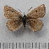  ( - RVcoll.14-N575)  @13 [ ] Copyright (2015) Martin Gascoigne-Pees Unspecified