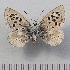  ( - RVcoll.14-N576)  @12 [ ] Copyright (2015) Martin Gascoigne-Pees Unspecified