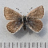  ( - RVcoll.14-N583)  @11 [ ] Copyright (2015) Martin Gascoigne-Pees Unspecified