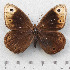  ( - RVcoll.14-N745)  @11 [ ] Copyright (2015) Martin Gascoigne-Pees Unspecified