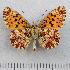  ( - RVcoll.14-N765)  @14 [ ] Copyright (2015) Martin Gascoigne-Pees Unspecified