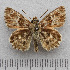  ( - RVcoll.14-N773)  @11 [ ] Copyright (2015) Martin Gascoigne-Pees Unspecified