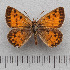  (Cigaritis siphax - RVcoll.14-N791)  @11 [ ] Copyright (2015) Martin Gascoigne-Pees Unspecified