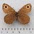  (Erebia cyclopius - RVcoll.14-N870)  @15 [ ] Copyright (2015) Martin Gascoigne-Pees Unspecified