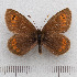  (Erebia orientalis - RVcoll.14-N891)  @11 [ ] Copyright (2015) Martin Gascoigne-Pees Unspecified