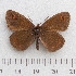  (Erebia polaris - RVcoll.14-N920)  @13 [ ] Copyright (2015) Martin Gascoigne-Pees Unspecified