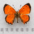  ( - RVcoll.14-O062)  @14 [ ] Copyright (2015) Martin Gascoigne-Pees Unspecified