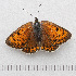  ( - RVcoll.14-O067)  @13 [ ] Copyright (2015) Martin Gascoigne-Pees Unspecified