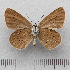  ( - RVcoll.14-O079)  @13 [ ] Copyright (2015) Martin Gascoigne-Pees Unspecified