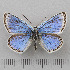  (Polyommatus cyane - RVcoll.14-O192)  @11 [ ] Copyright (2015) Martin Gascoigne-Pees Unspecified