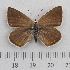  (Polyommatus damocles - RVcoll.14-O199)  @14 [ ] Copyright (2015) Martin Gascoigne-Pees Unspecified