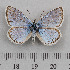  (Polyommatus atlantica - RVcoll.14-O220)  @11 [ ] Copyright (2015) Martin Gascoigne-Pees Unspecified