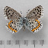  ( - RVcoll.14-O248)  @11 [ ] Copyright (2015) Martin Gascoigne-Pees Unspecified