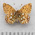  ( - RVcoll.14-U852)  @11 [ ] Copyright (2015) Martin Gascoigne-Pees Unspecified