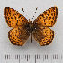  ( - RVcoll.14-U852)  @11 [ ] Copyright (2015) Martin Gascoigne-Pees Unspecified