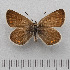 ( - RVcoll.14-U854)  @11 [ ] Copyright (2015) Martin Gascoigne-Pees Unspecified