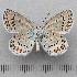  ( - RVcoll.14-U858)  @11 [ ] Copyright (2015) Martin Gascoigne-Pees Unspecified